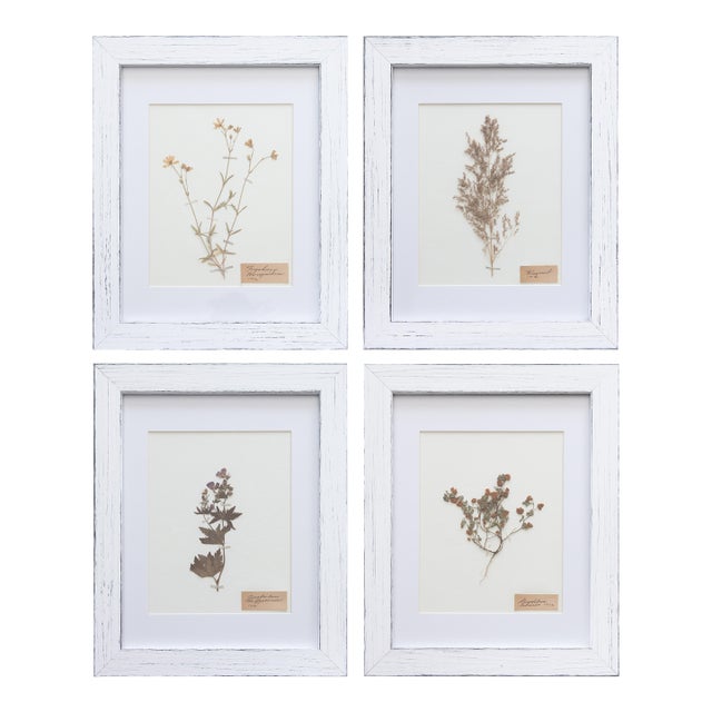 Custom Framed Antique Swedish Botanical Herbariums, 1912 - Set of 4 For Sale