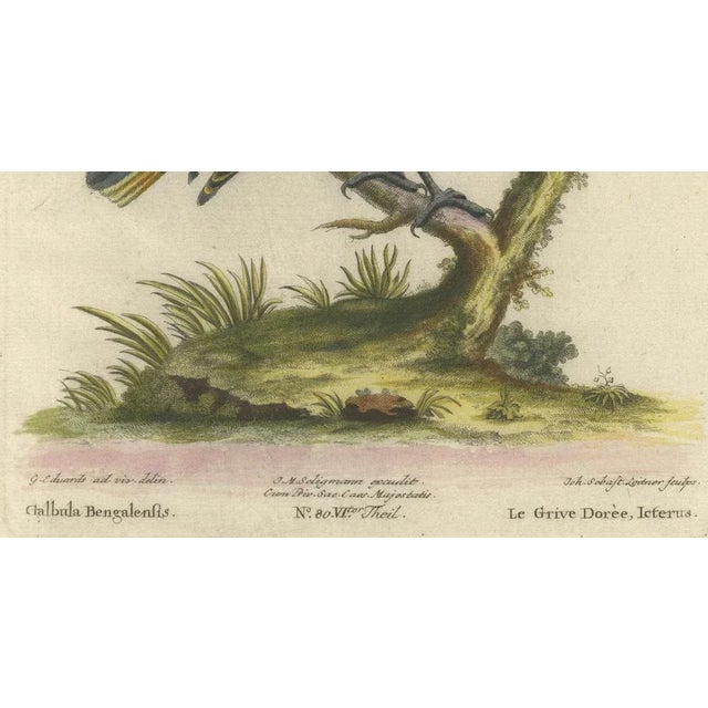 Seligmann, Regal Golden Thrush Perched, 1749, Print For Sale - Image 3 of 7