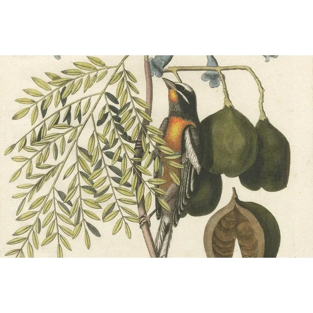 J.M. Seligmann, Bahama Finch, Hand-Colored Engraving, 18th Century For Sale - Image 5 of 6