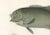 Fréminvilles Reef Fish, 1846, Lithograph For Sale - Image 4 of 10