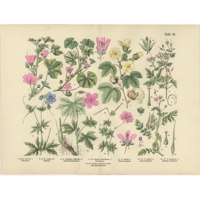 M. Fünfstück, German Wildflower Botanical Plates, 1890s, Chromolithographs, Set of 4 For Sale - Image 6 of 9