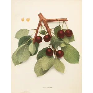 1900s U. P. Hedrick, Original Antique Photogravure of Louis Philippe Cherries