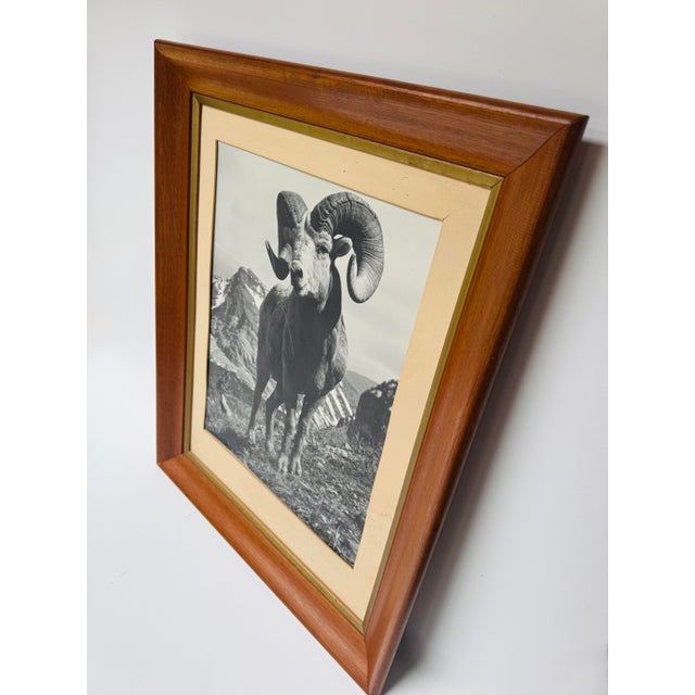 Vintage Bighorn Ram Wildlife Photograph Framed Black & White Mountain Photo For Sale - Image 4 of 11