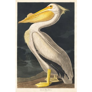 American White Pelican (Audubon), Vintage Art Print Reproduction, 40" X 60" For Sale