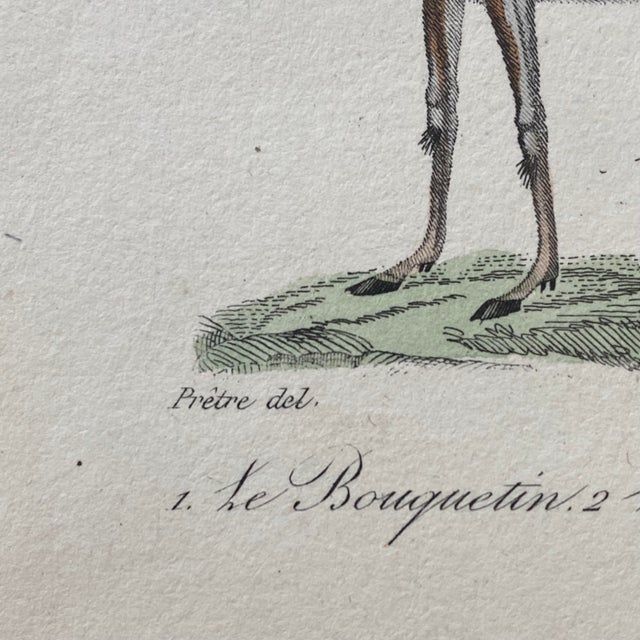 French Antique 18th Century "Le Antilope" Animal Engraving Hand Colored Signed Artwork For Sale In Portland, ME - Image 6 of 9