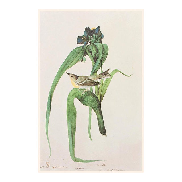 1966 Pine Warbler After John J. Audubon, Cottage Print For Sale