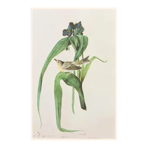 1966 Pine Warbler After John J. Audubon, Cottage Print