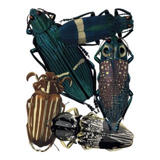 Insects Plate 05 by Emile-Allain Séguy, Vintage Art Print Reproduction, 18" × 24" For Sale