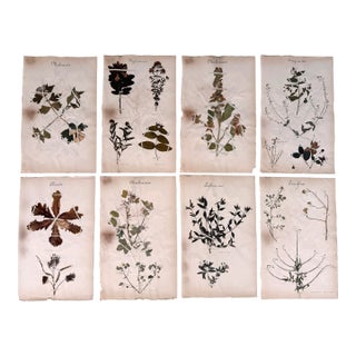 Oversized Antique French Herbarium Specimens – Set of 8 | Original 19th Century Pressed Botanical Collection From Paris For Sale