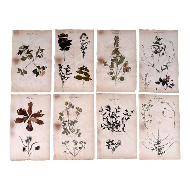 Oversized Antique French Herbarium Specimens – Set of 8 | Original 19th Century Pressed Botanical Collection From Paris For Sale