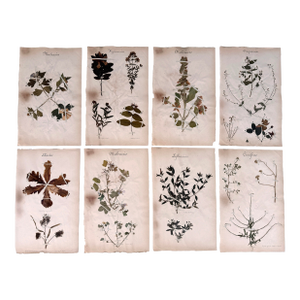 Oversized Antique French Herbarium Specimens – Set of 8 | Original 19th Century Pressed Botanical Collection From Paris
