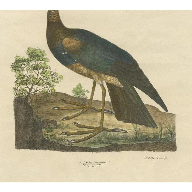 Goldfuss, Horned Screamer, 1824, Paper For Sale - Image 4 of 5