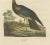 Goldfuss, Horned Screamer, 1824, Paper For Sale - Image 4 of 5