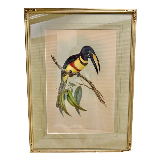 Original Mid-19th-Century John Gould “Pteroglossus Poecilosternus” Hand-Colored Toucan Lithograph For Sale