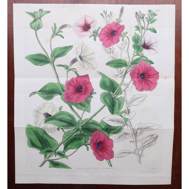 Botanical Prints, 1837, Paper, Set of 9 For Sale - Image 4 of 11