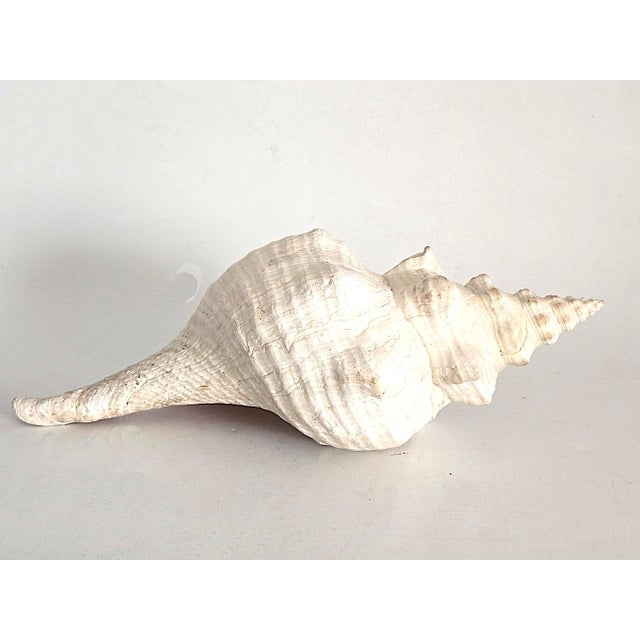 Off-white Vintage Large Natural Horse Conch Shell For Sale - Image 8 of 12