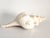 Off-white Vintage Large Natural Horse Conch Shell For Sale - Image 8 of 12
