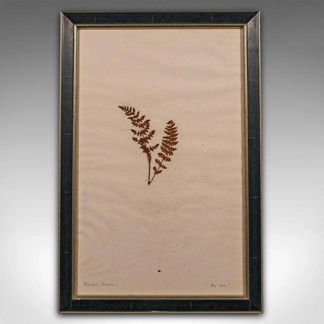 1850's Victorian Set of 6 Antique Framed Botanist's Specimens For Sale - Image 4 of 11