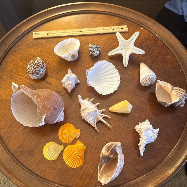 Curated Coastal Marine Specimen & Sea Shell Collection For Sale - Image 10 of 12