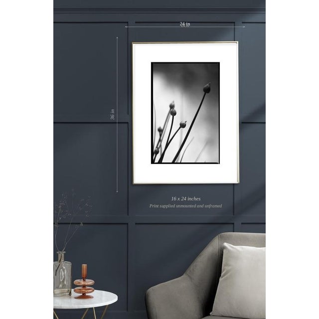 Contemporary Paul Cooklin, Chives, Edition of 50 For Sale - Image 3 of 5