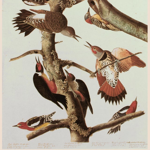 John James Audubon 1966 Vintage Cottage Print "Sapsucker, Flicker and Woodpeckers" After John James Audubon For Sale - Image 4 of 7