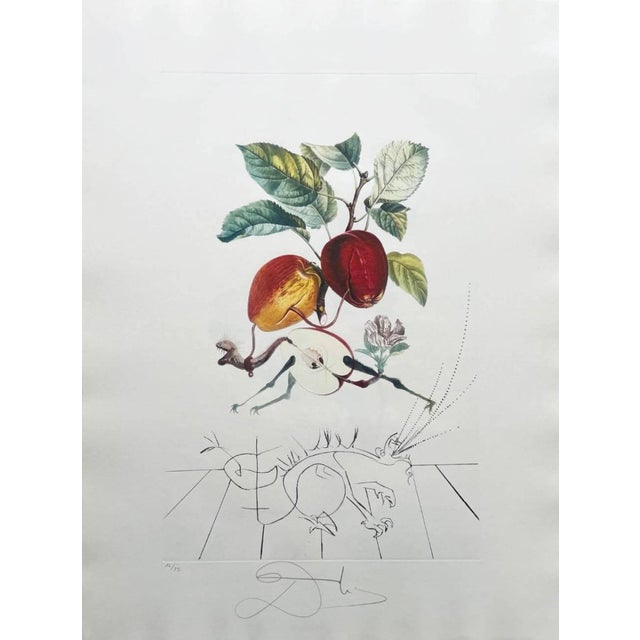 Salvador Dali, Dragon Apple from Flordali Suite, 1969, Lithograph with Drypoint Etching For Sale
