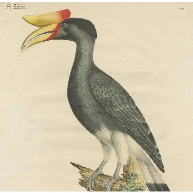 Goldfuss, Rhinoceros Hornbill, 1824, Paper For Sale - Image 3 of 5