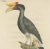 Goldfuss, Rhinoceros Hornbill, 1824, Paper For Sale - Image 3 of 5