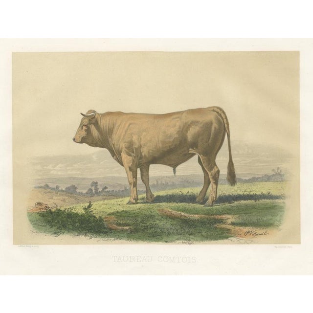 French Artist, Comtois Bull, 1873, Paper For Sale - Image 12 of 12