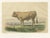 French Artist, Comtois Bull, 1873, Paper For Sale - Image 12 of 12