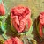 3d Rose Stumpwork Embroidery Art, Framed Botanical Sculpture, Handmade Floral Wall Decor For Sale - Image 9 of 15