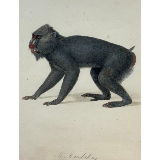 Set of 4 Hand-Colored French Primate Engravings by Jean-Baptiste Audebert For Sale - Image 9 of 18