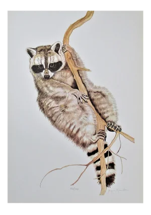 Jacquie Marie Vaux, Racoon, Circa 1990