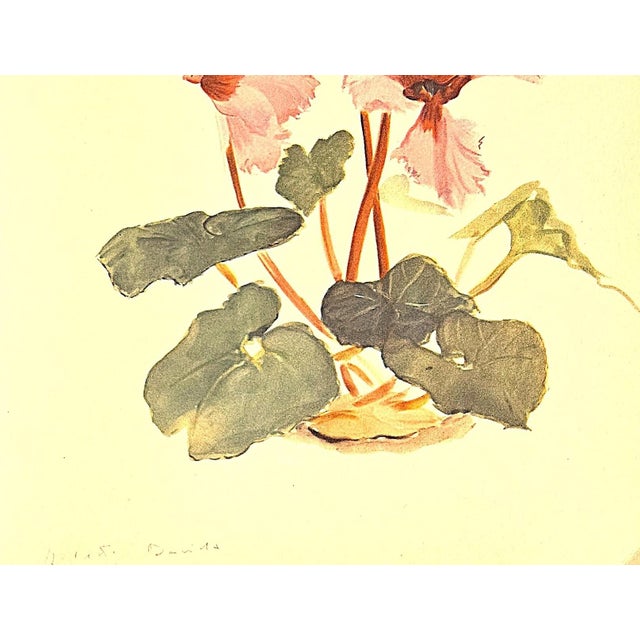 Paper 1940 Set of 2-French Arlette Davids Mid-Century Botanical Prints-Gladiola, Cyclamen For Sale - Image 7 of 7