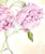 Natural history botanical art, very detailed and delicately colored. Inspired by vintage shabby chic floral art, this is a...