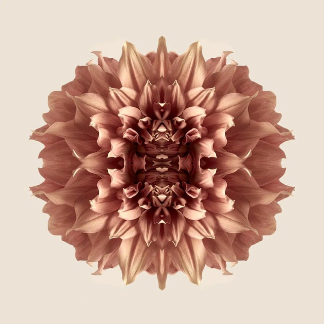 An original photograph by Erin Derby of a Dahlia flower. Artist's words: This print is part of my on-going botanical...