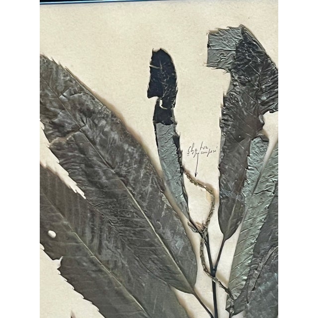 1965 French Herbarium Botanical Specimens – Set of 6 Custom Framed Pressed Botanicals For Sale - Image 12 of 15