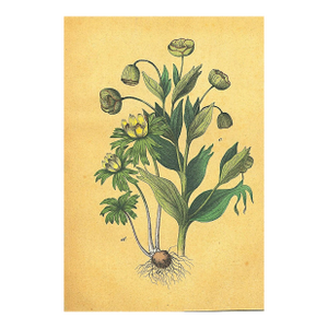 1860's French Antique Botanical Chromolithograph-Buttercups-Documentation, Matted