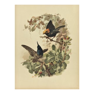 1880s French Antique Bird Chromolithograph For Sale