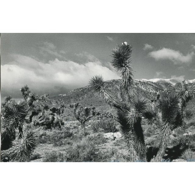 Erich Andres, Mojave Desert, California, USA, 1960s, Black and White Photograph For Sale - Image 4 of 4