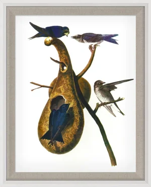 Audubon 1, Framed Artwork