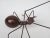Brass Ant Sculpture, 1960s For Sale - Image 9 of 16