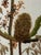 Mary Jo Morris Botanical Embroidery Textile Art, Vintage For Sale - Image 9 of 12