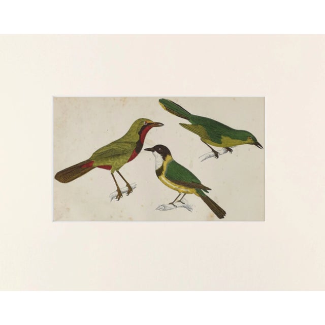 19th Century, hand colored bird engraving published by A. Fullarton & Co., London for "A History of the Earth and Animated...