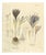Crocus Sativus, 1800s, Paper For Sale