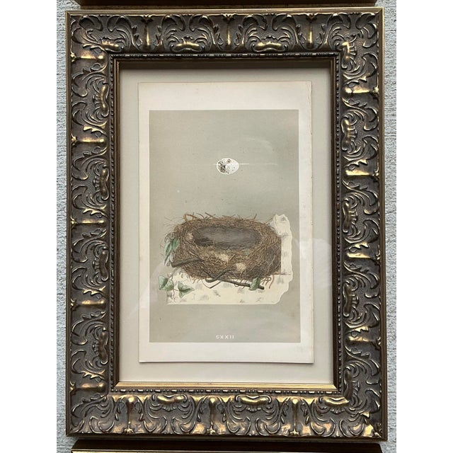 Late 20th Century Vintage Book Prints of Eggs - Set of 3 For Sale - Image 5 of 12