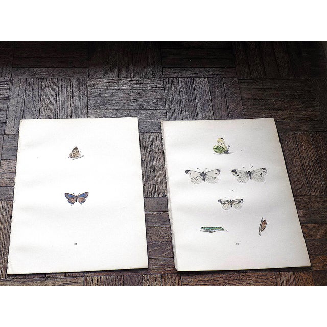 Realism Antique 19th Century Hand Colored Butterfly Lithographs - Set of 12 For Sale - Image 3 of 12