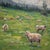 Sheepish by Clyde Steadman | Oil Painting of sheep grazing in a green field For Sale