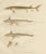 Scandinavian Sturgeon and Chimaera, 1895, Paper For Sale - Image 9 of 10