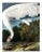 Audubon 11, Unframed Artwork For Sale